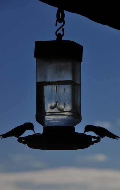 The Baldpate Inn's hummingbird feeders